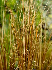 Carex buchananii P9 - afbeelding 3
