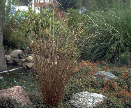 Carex buchananii P9 - afbeelding 1