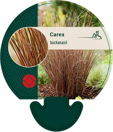 Carex buchananii P9 - afbeelding 4