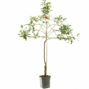 Malus domestica 'Elstar' Oude solitair C. - afbeelding 5