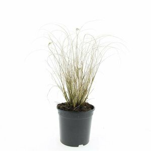 Pennisetum alopecuroides 'Hameln' P9 - afbeelding 4