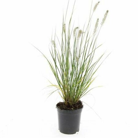 Pennisetum alopecuroides 'Hameln' P9 - afbeelding 2