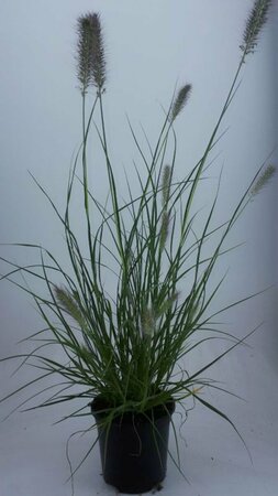 Pennisetum alopecuroides 'Hameln' P9 - afbeelding 12