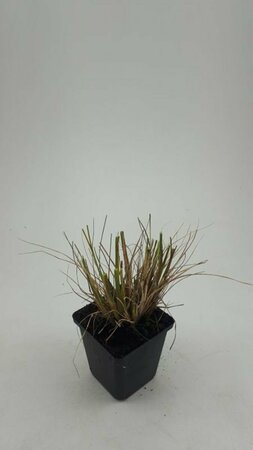 Pennisetum alopecuroides 'Hameln' P9 - afbeelding 17