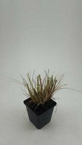 Pennisetum alopecuroides 'Hameln' P9 - afbeelding 17