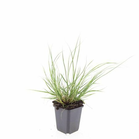 Pennisetum alopecuroides 'Hameln' P9 - afbeelding 22