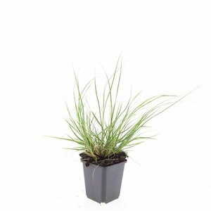 Pennisetum alopecuroides 'Hameln' P9 - afbeelding 22