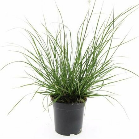 Pennisetum alopecuroides 'Hameln' P9 - afbeelding 6