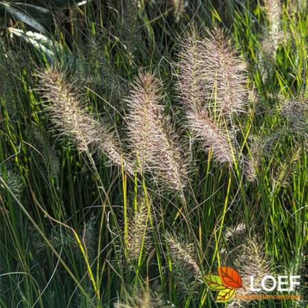 Pennisetum alopecuroides 'Hameln' P9 - afbeelding 15