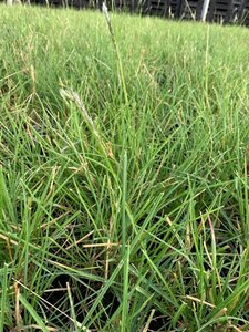 Sesleria autumnalis P9