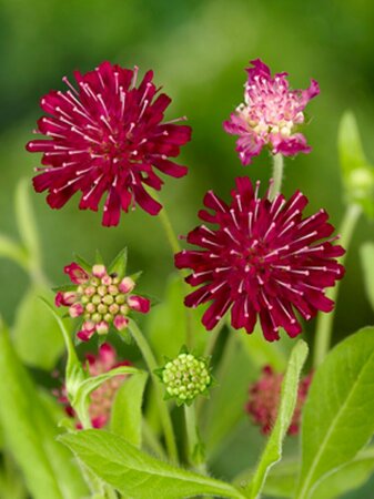 Knautia macedonica P9 - afbeelding 5