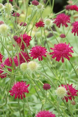 Knautia macedonica P9 - afbeelding 3