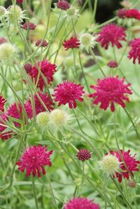 Knautia macedonica P9 - afbeelding 3