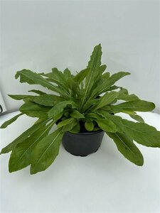 Knautia macedonica P9 - afbeelding 2