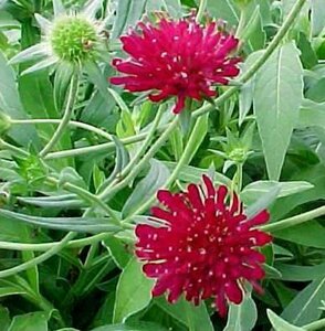 Knautia macedonica P9 - afbeelding 8