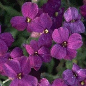 Aubrieta 'Cascade Purple' P9
