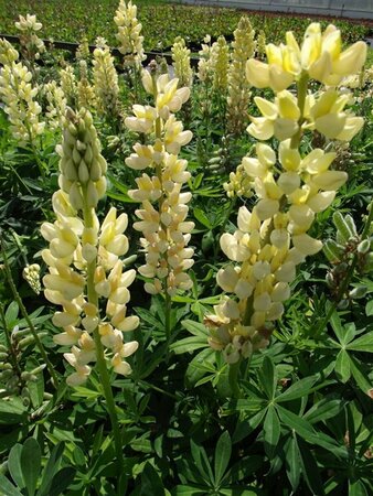 Lupinus 'Chandelier' P9 - afbeelding 2
