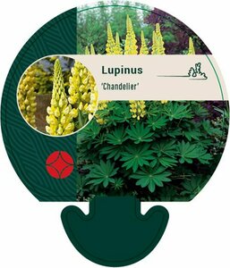Lupinus 'Chandelier' P9 - afbeelding 5