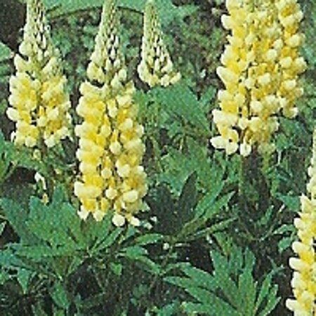 Lupinus 'Chandelier' P9 - afbeelding 3