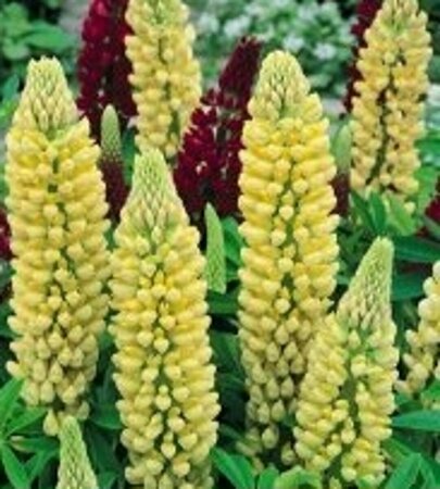 Lupinus 'Chandelier' P9 - afbeelding 4