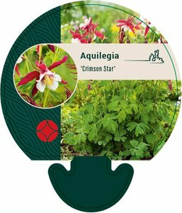 Aquilegia 'Crimson Star' P9 - afbeelding 2