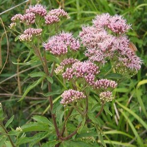 Eupatorium cannabinum P9 - afbeelding 2