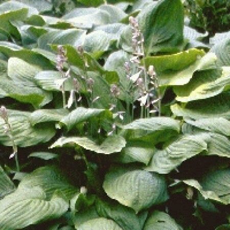 Hosta sieboldiana P9 - afbeelding 1