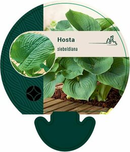 Hosta sieboldiana P9 - afbeelding 4
