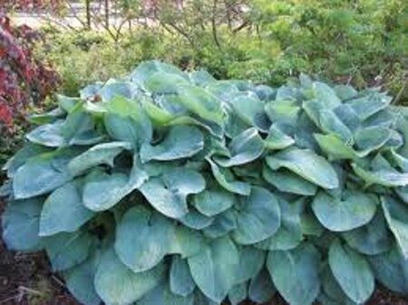 Hosta sieboldiana P9 - afbeelding 2