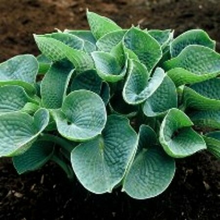 Hosta sieboldiana P9 - afbeelding 3