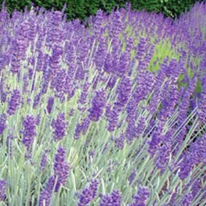 Lavandula chaytorae 'Richard Gray' P9