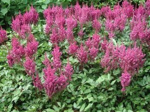 Astilbe chinens. 'Visions in Pink' P9