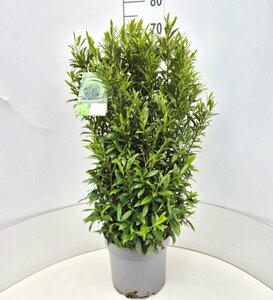 Prunus laur. 'Sofia' 30/40 C. Bol