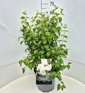 Philadelphus 'Virginal' 100/125 C. - afbeelding 5
