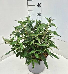 Buddleja dav. 'Violet Cascade' C10