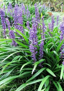 Liriope muscari 'Big Blue' P9 - afbeelding 7