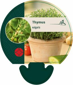 Thymus vulgaris C1.5 - afbeelding 2