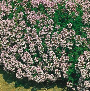Thymus vulgaris C1.5 - afbeelding 5