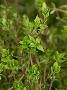 Thymus vulgaris C1.5 - afbeelding 6