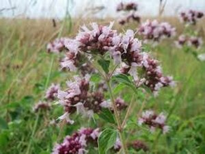 Origanum vulgare C1.5 - afbeelding 6