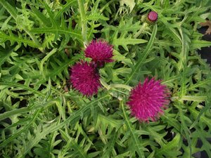 Cirsium rivulare 'Atropurpureum' P9