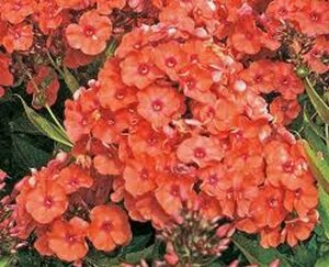 Phlox paniculata 'Orange Perfection' P9