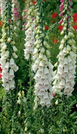 Digitalis purpurea 'Alba' P9 - afbeelding 2