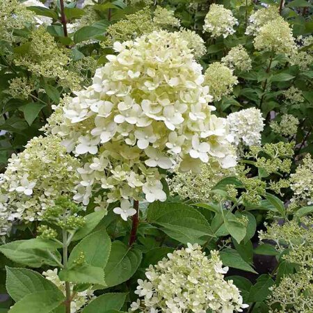 Hydrangea paniculata 'Limelight' C2 - afbeelding 2
