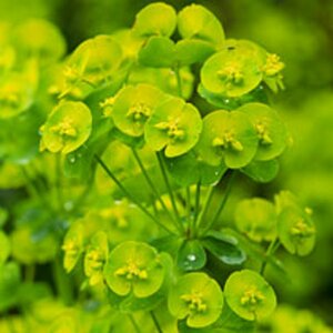 Euphorbia amygdaloides robbiae P9 - afbeelding 3