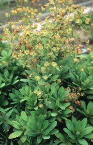 Euphorbia amygdaloides robbiae P9