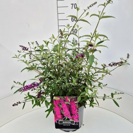 Buddleja davidii 'Royal Red' C10 - afbeelding 5