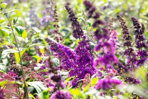 Buddleja davidii 'Royal Red' C10