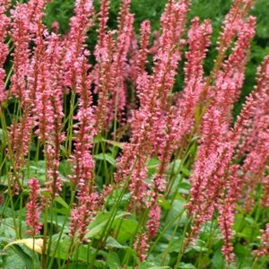 Persicaria amplexicaulis 'Orange Field' P9