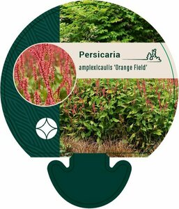 Persicaria amplexicaulis 'Orange Field' P9 - afbeelding 5